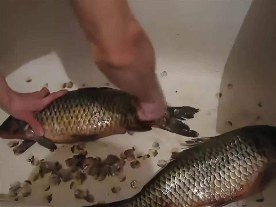 Сазан на сковородке. Как почистить сазана. Чешуйка сазана. Как почистить сазана. Как быстро почистить сазана.