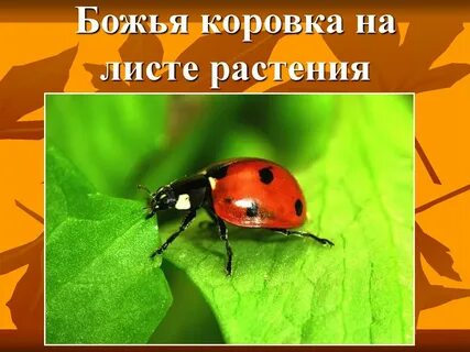 Откуда название божья коровка