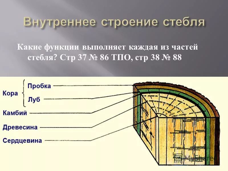 Строение луба и древесины. Строение сердцевины стебля 6 класс. Какую функцию выполняет сердцевина дерева. Срез древесного стебля строение. Строение древесины: кора луб древесина.