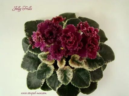 Jolly frills фиалка