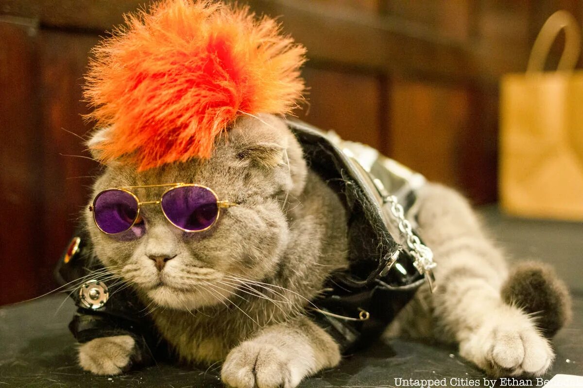 Cat styled