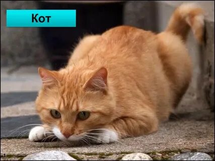 Рыжий кот ответы