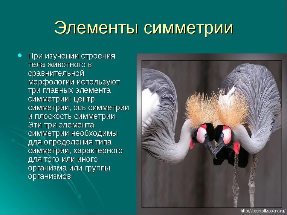 Какое животное имеет симметрию