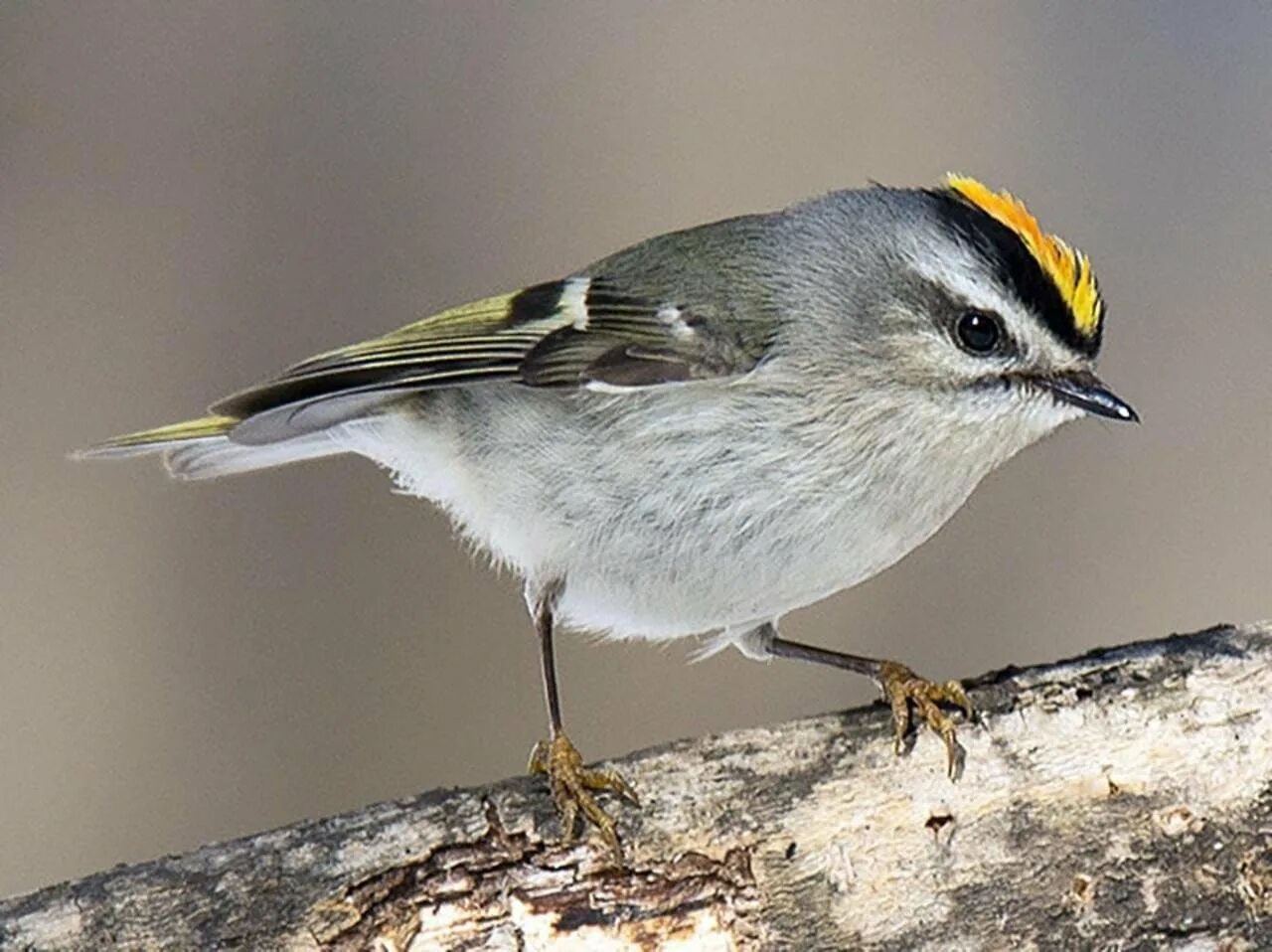 Маленькая желто серая птичка. Golden-crowned Kinglet. Птица с полоской на глазах. Серая птица с желтой головой. Серая птичка с полоской на глазах.