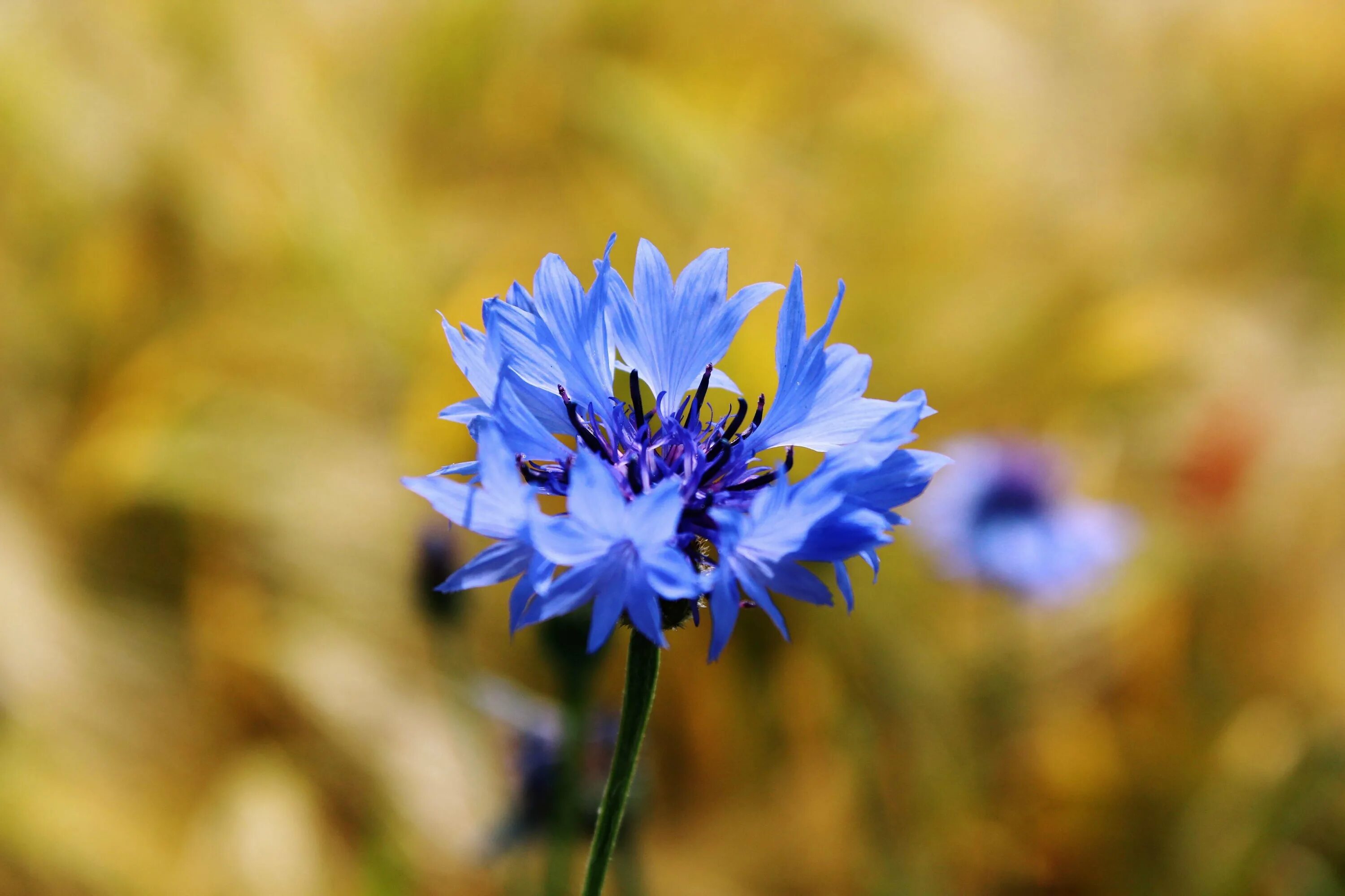 Василек синий (Centaurea cyanus). Василек синий Корнфловер. Василек Рейнский. Цветение Васильков.