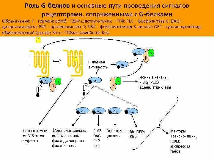 Механизм трансдукции сигнала рецепторов g протеина. Схема трансдукции сигнала рецептора g-протеина. Функции g белков. Механизм трансдукции сигнала тирозинкиназных рецепторов.