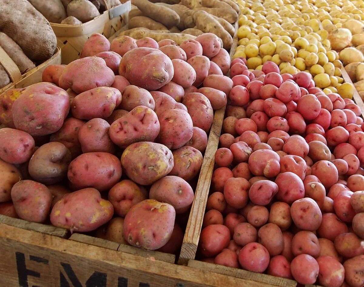 Картофель красный мытый в упаковке, 5 кг - купить по выгодной цене на Яндекс Мар