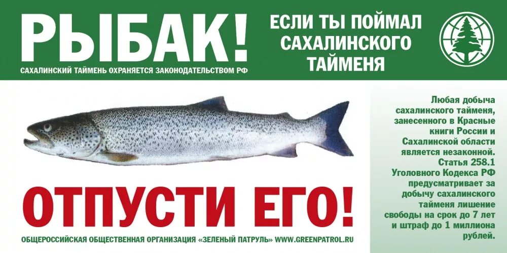 Какие штрафы за рыбу. Штрав за поику тайменч. таймень сахалинский штраф. штраф за тайменя. штраф за рыбу таймень.