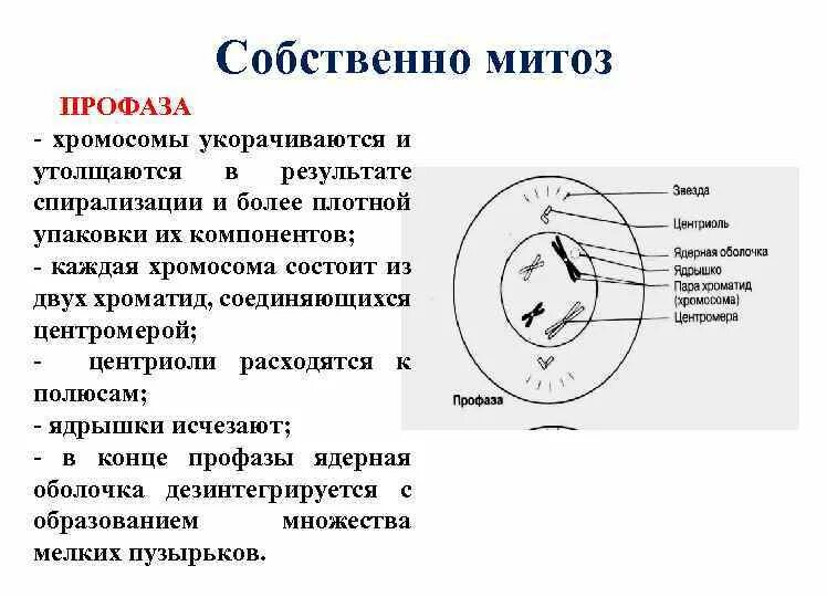 Митоз. Профаза. Хромосомы в профазе митоза. Профаза клетки.