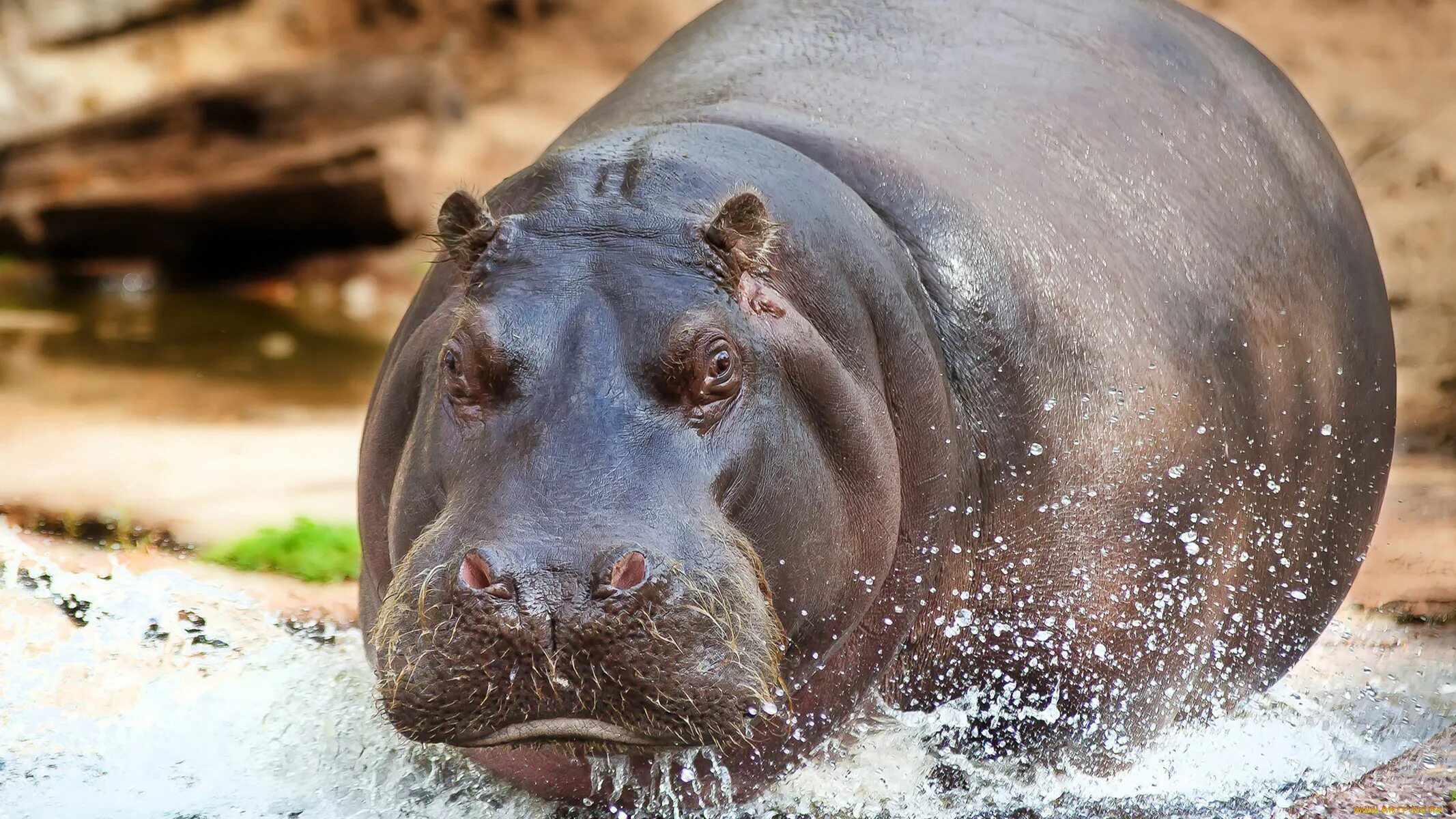 Гиппопотам гиппопотам. Гиппопотам Hippopotamus amphibius. Нильский Бегемот. Бегемот Hippo.