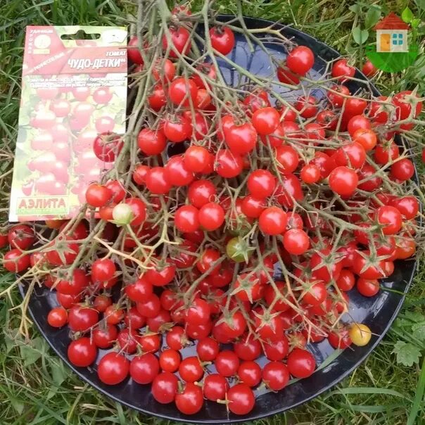 Томат чудо-детки аэлита ц. Томат чудо-детки аэлита. Томат чудо-детки аэлита. Томат черри сердцевидный. Томат чудо детки.