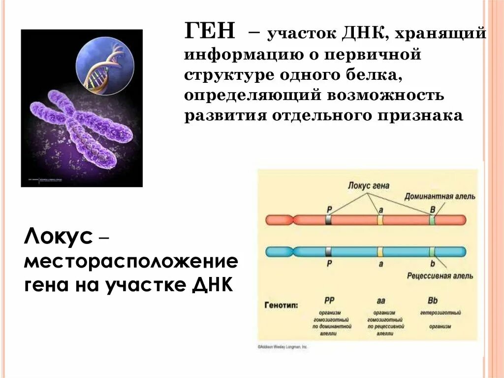 7 тестов днк 2. Ген участок ДНК. Ген это в биологии. Гены это в биологии. Геном это в биологии.