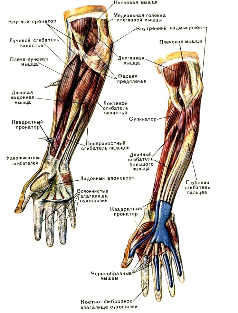 Локтевой сустав мышцы и сухожилия. Сухожилия предплечья анатомия. Строение сухожилий предплечья руки. Мышцы предплечья анатомия человека. Мышцы верхней конечности предплечья.