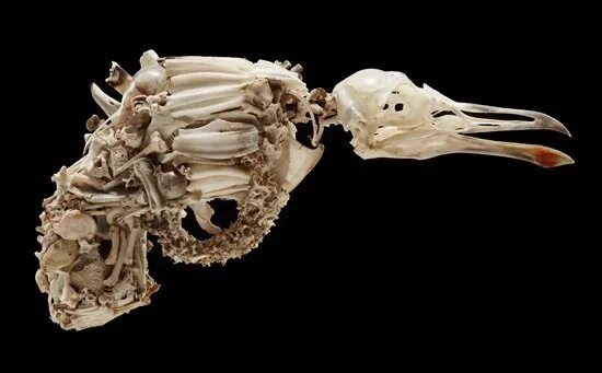Что можно сделать из костей. Оружие из костей животных. Инсталляция из костей животных. Поделки из костей животных.