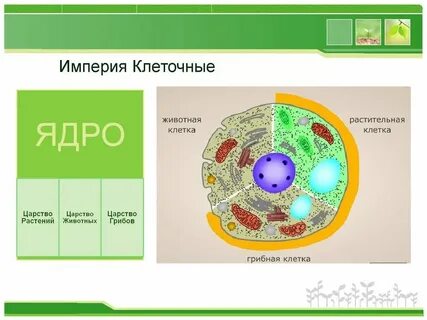 Отсутствует оформленное ядро тип клеток