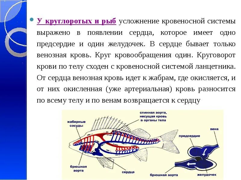 Усложнение внутреннего строения рыб. Кровеносная система рыб 7 класс биология. кровеносная система рыбы один круг кровообращения. кровеносная система круглоротых и рыб. кровеносная система рыб кровь венозная.