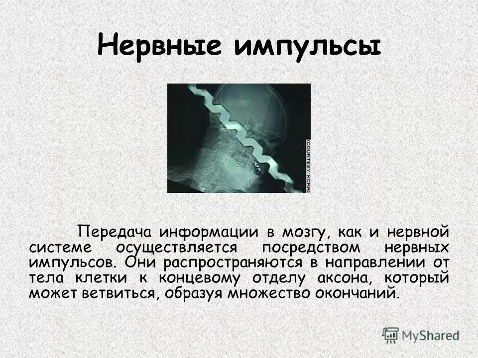 Механизм передачи импульса через синапс кратко. Строение нервного синапса. Строение синапса везикулы. Осуществляется посредством нервных импульсов. Нервный импульс.