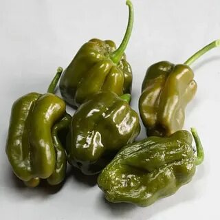 Buy pepper