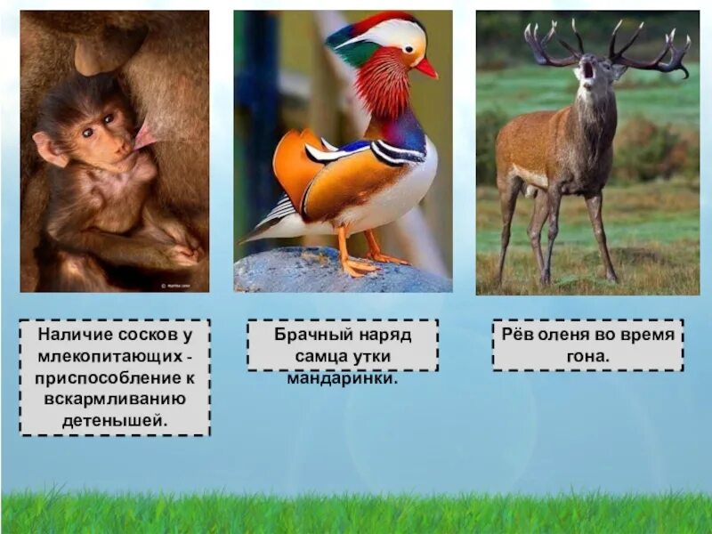 Адаптации млекопитающих. Приспособления млекопитающих. Адаптации млекопитающих с примерами. Приспособление и адаптация млекопитающих.