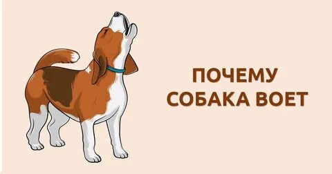 Почему собака лает в квартире