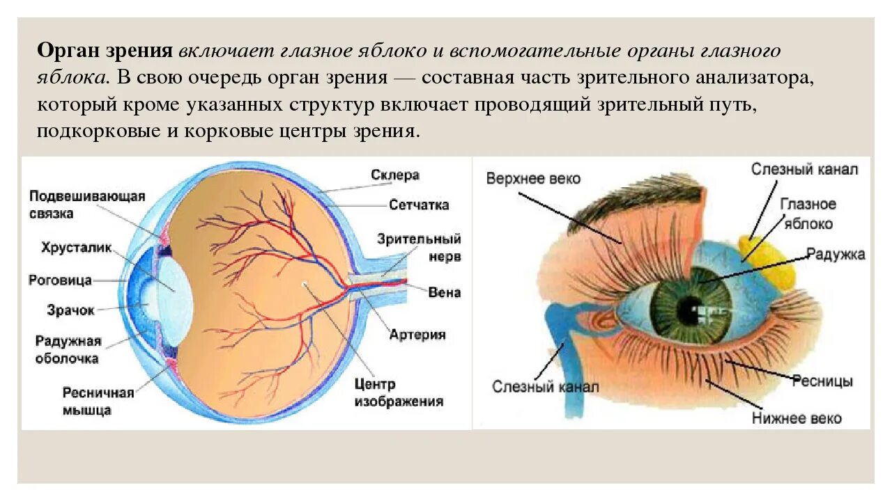Анатомия и физиология глаза зрительный анализатор. Орган зрения глазное яблоко и вспомогательный аппарат. Органы чувств анатомия глаз. Анатомические структуры органа зрения анатомия.