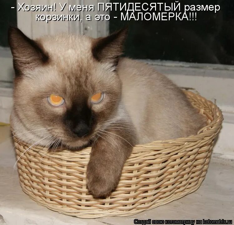 дог на стену. кто дома. главное держись. шел хозяин. твой хозяин.