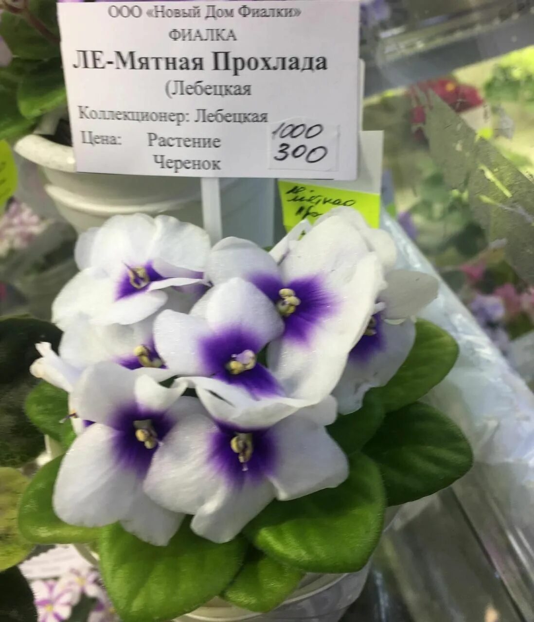 Мини фиалка мятная прохлада. Фиалка мятная прохлада полумини. Ле-мятная прохлада (е. Мини фиалка мятная прохлада. Ле-мятная прохлада (е.