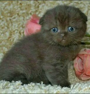 Шотландская вислоухая котята даром