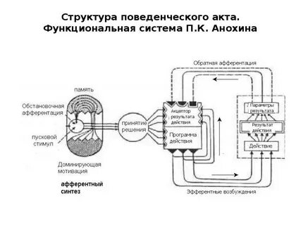 Система поведенческого акта