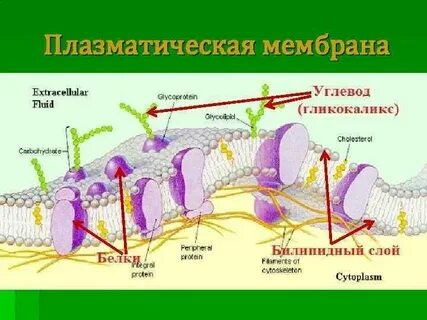 Гликокаликс мембраны