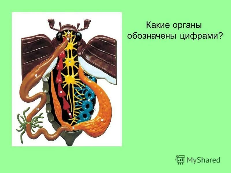 тэ, обозначающие органы:. 5 какой орган обозначен цифрой 3. 1. системы органов человека рисунок. 5 какой орган обозначен цифрой 3.