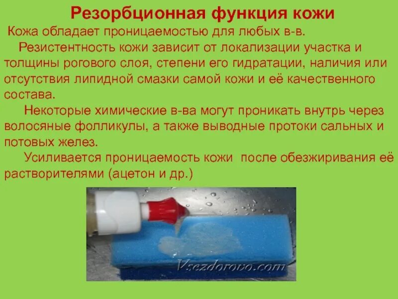 Процессов кожи и обладающее. Резорбтивная функция кожи. резорбционная функция. резорбционная функция кожи у детей. резорбционные функции кожи.
