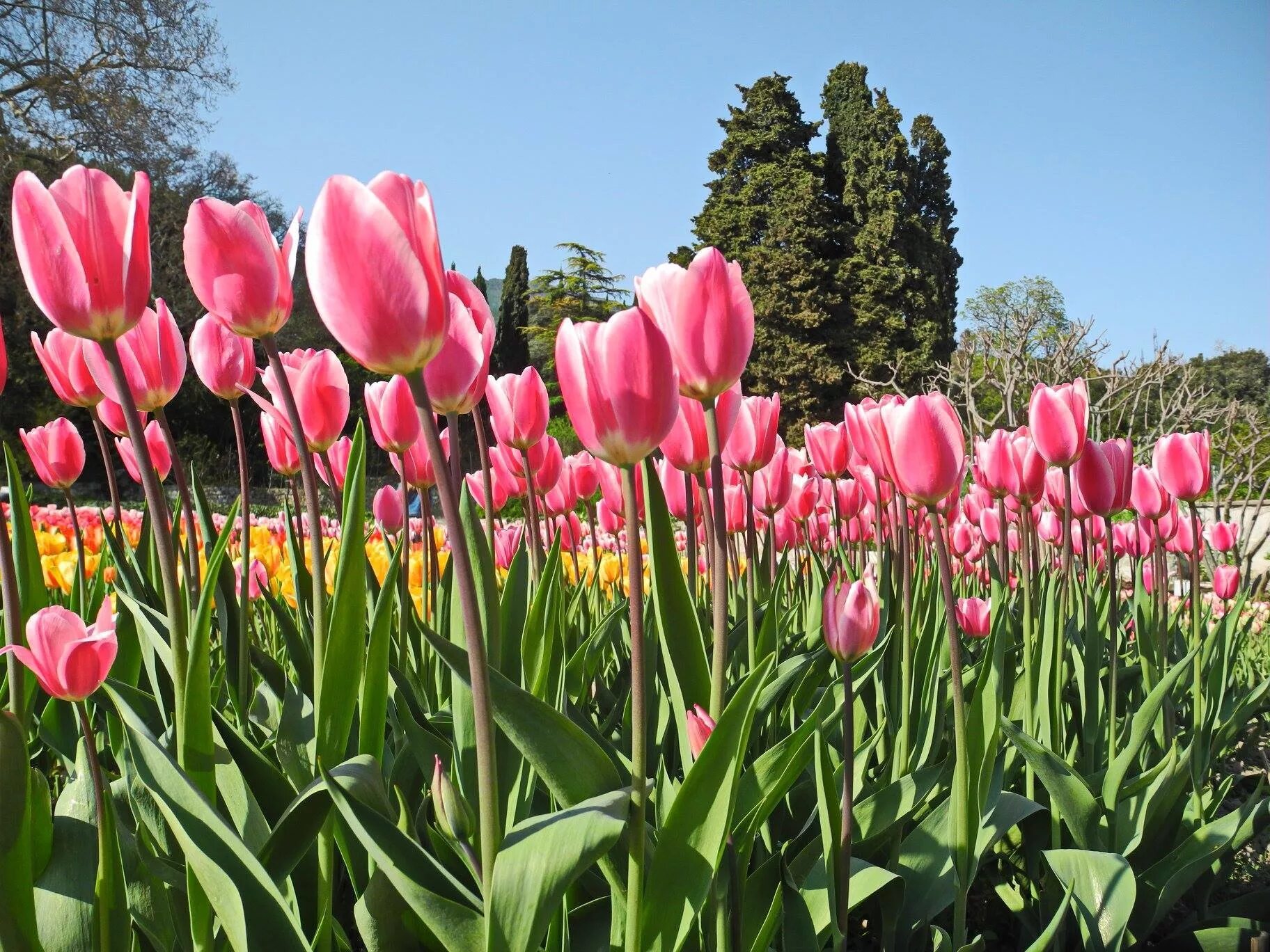 тюльпаны благовещенск