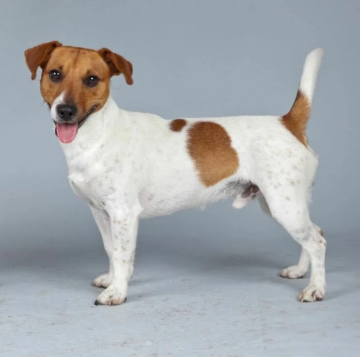 The Top 10 Smartest Dog Breeds Terrier dog breeds, Jack russell terrier, Loyal d