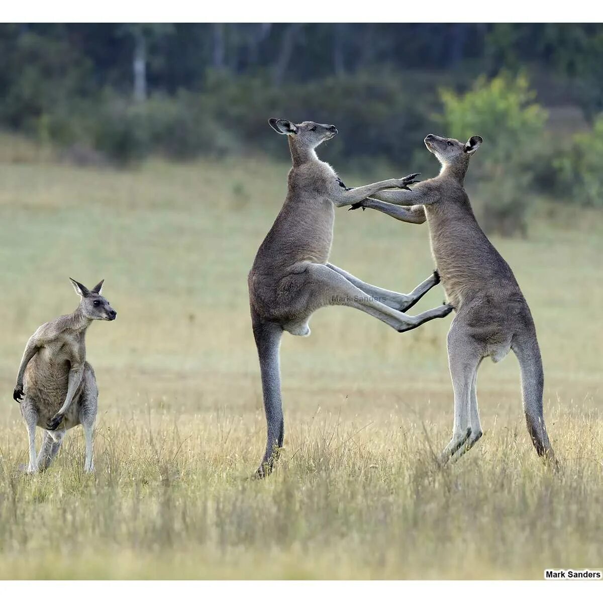 Исполинский кенгуру тип развития. Серый исполинский кенгуру. Гигантский кенгуру. Кенгуру гигант. Мощный кенгуру.