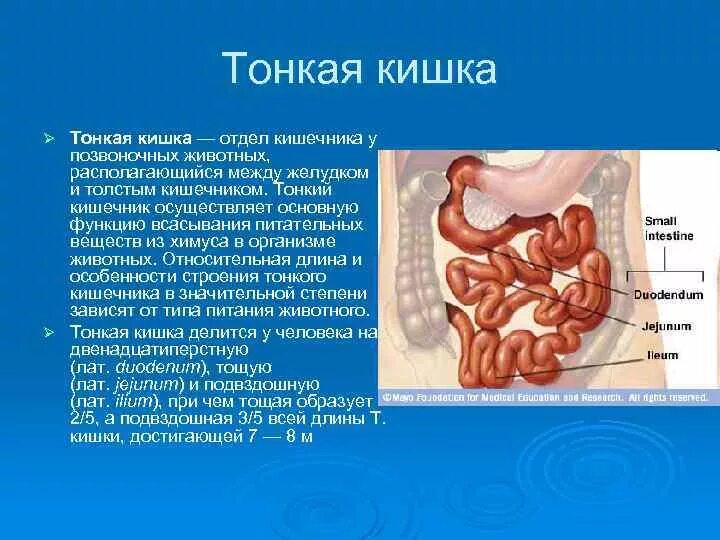 Тонкая кишка кишка строение. Анатомия Толстого отдела кишечника животных. Тонкая кишка отделы строение. Тонкий кишечник анатомия КРС.