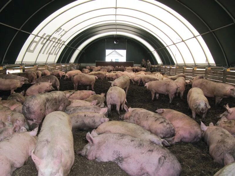 Свиньи как бизнес видео. Свина ферма. Свиньи на ферме. Мини свиноферма. Современный свинарник.