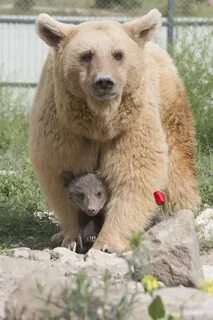 Give bear