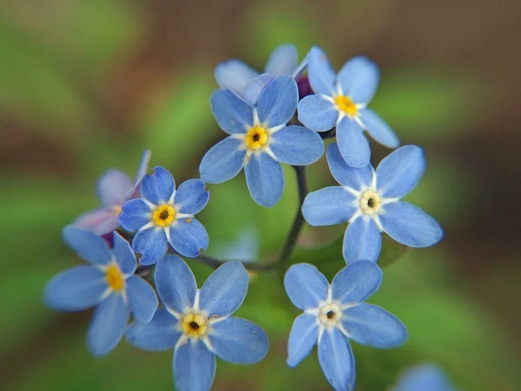 Незабудка виды. Незабудка Енисейская. Незабудка Ергакская. Цветок Myosotis. Цветы незабудки.