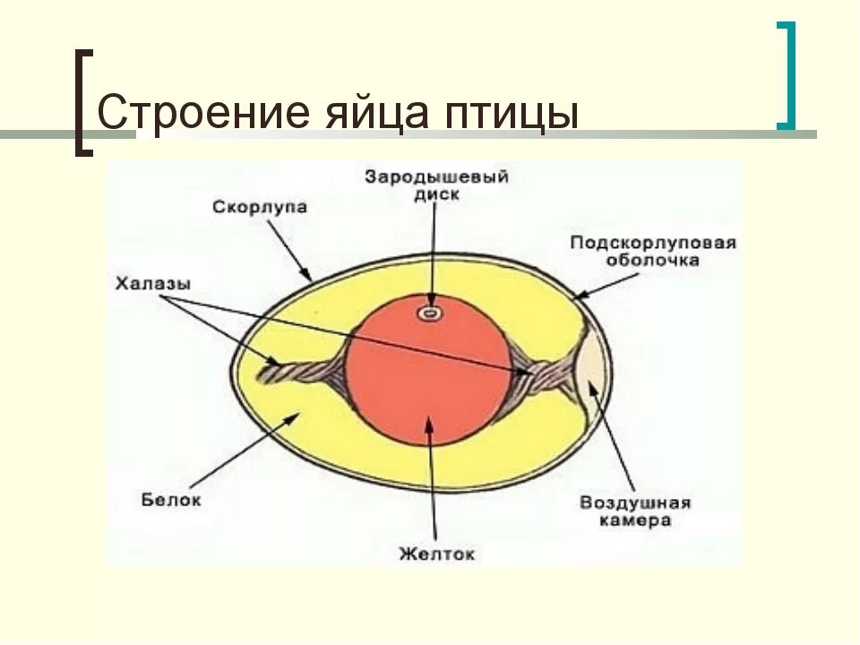 Основные части яйца птицы