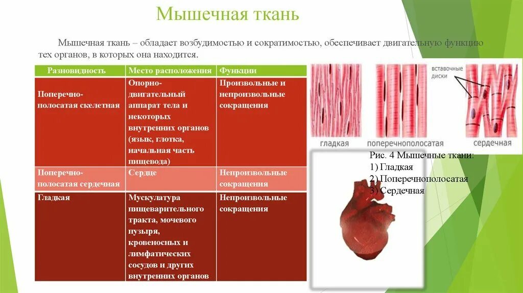 Мышечная ткань строение таблица. Местоположение поперечно полосатой сердечной мышечной ткани. гладкая мышечная ткань строение функции местонахождение. строение гладкой и поперечно полосатой ткани. строение мышечные ткани расположение в организме.