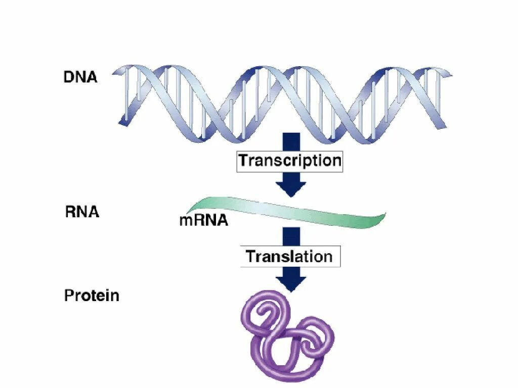 DNA RNA Protein. DNA RNA Protein HD. DNA and RNA Ladder. Уровни организации ДНК- И РНК-протеинов. Dna перевод