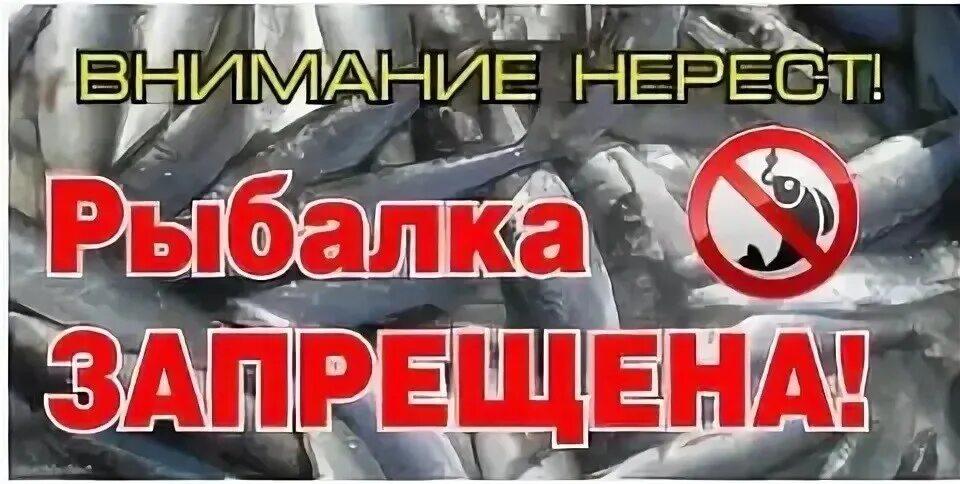 Запрет на ловлю в белоруссии. Внимание нерест. Рыбалка запрещена. Запрет на ловлю рыбы. Нерест запрет.