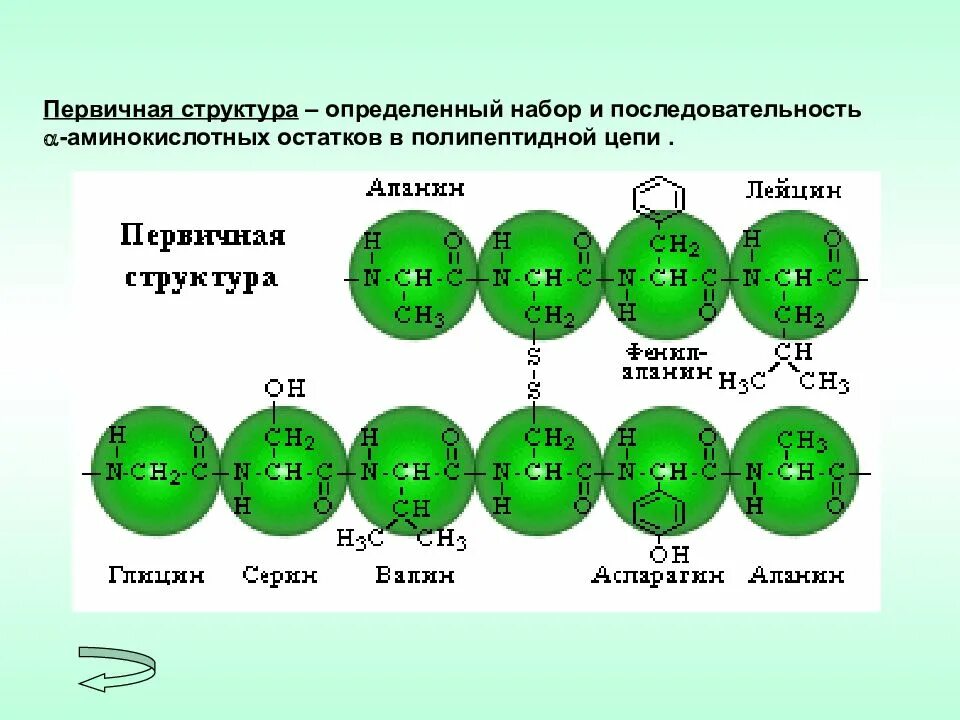 Определите первичную структуру белка закодированного. Первичная структура полипептидной цепи. структура белка в полипептидной цепи. последовательность аминокислотных остатков в полипептидной цепи. полипептидная цепь состоит из.