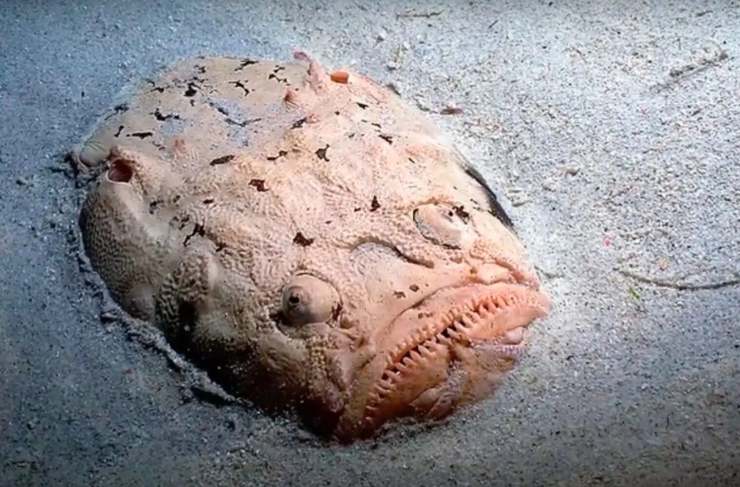 Морской удильщик. В море нашли рыбу. В море нашли рыбу. Морской удильщик. В море нашли рыбу.