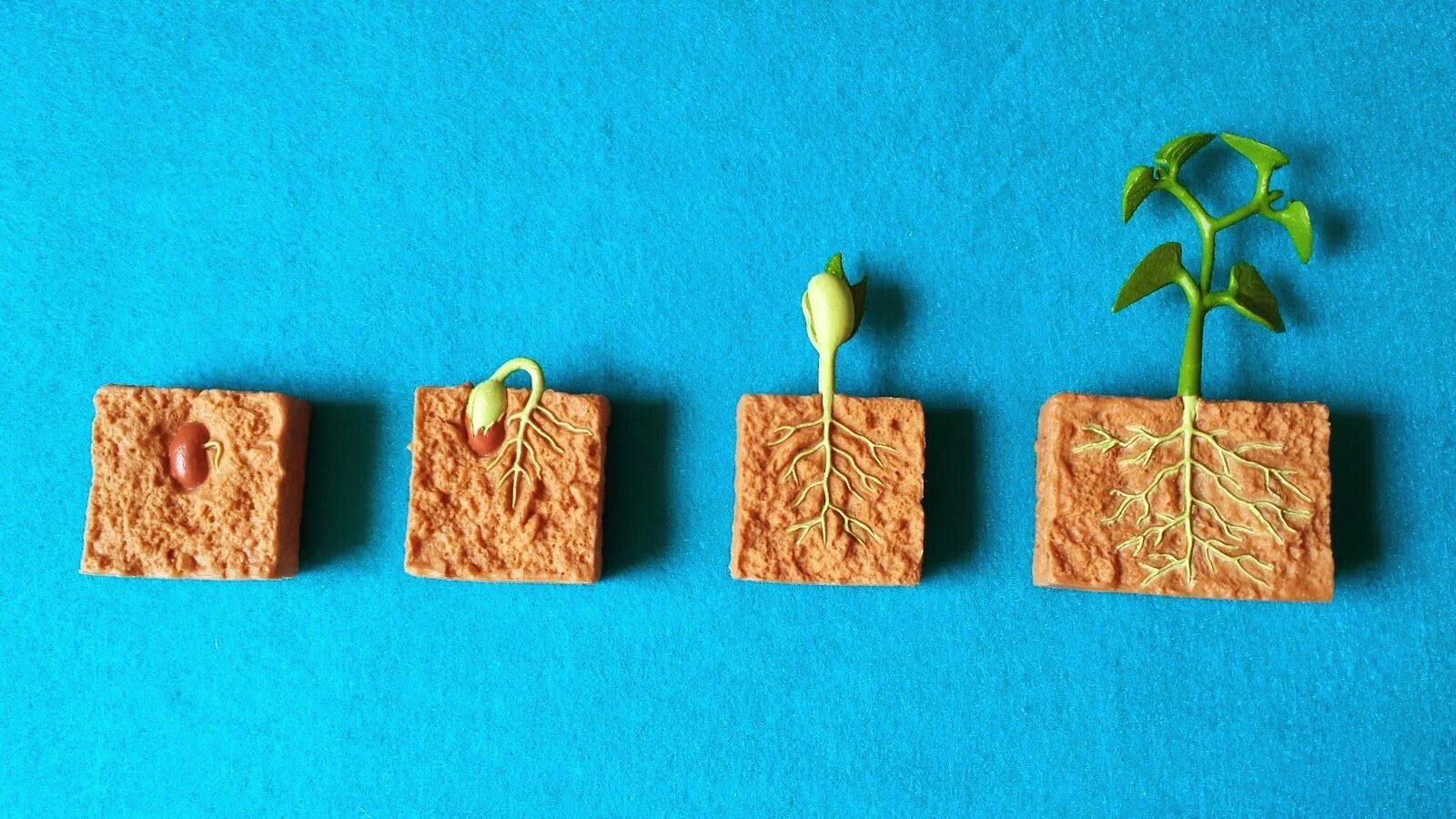 Plant Life Cycle for Kids. Развивающие игрушки комплекты, имитирующие рост растения цикл семян. Life Cycle of open-seeded Plants. Pumpkin Life Cycle Craft. Plant cycle