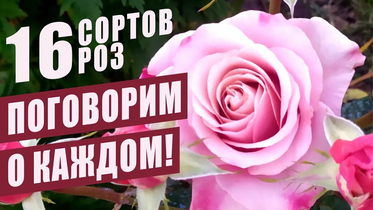 Необычные розы. Скажи розы. Цветы в ташкенте. Мемы с розами. Скажи розы.