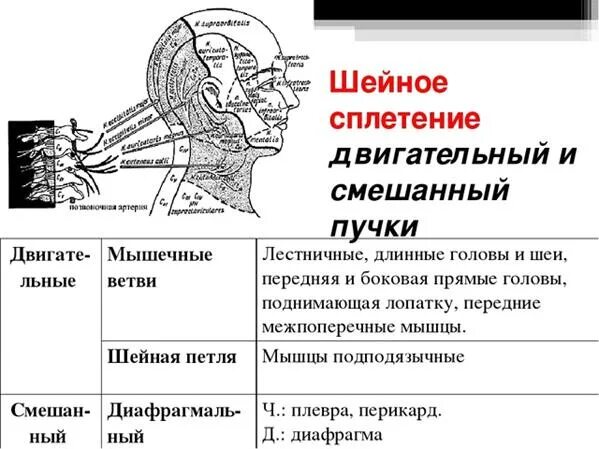 Шейное сплетение иннервирует мышцы. Ветви шейного сплетения анатомия. Шейные ветви. Шейные ветви. Кожные нервы шейного сплетения иннервируют.