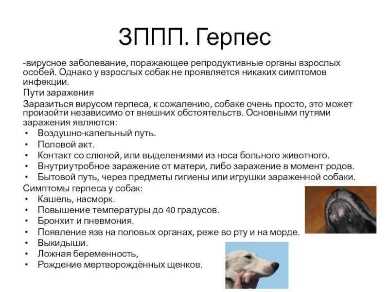 Болезни легких собак. Дыхательная система собаки анатомия. Воспаление лёгких у собак. Система органов дыхания собаки легкие. Схема строения дыхательной системы млекопитающих.