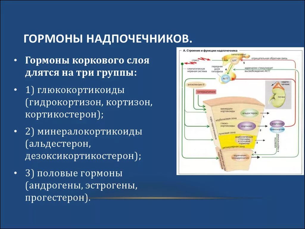 Что выделяют надпочечники. Гормоны коркового слоя надпочечников. Классификация гормонов коркового слоя надпочечников. Гормоны коркового слоя надпочечников функции. Гормоны коры надпочечников и их функции таблица.